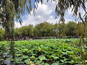 Kunming - Parc Cuihu - 59